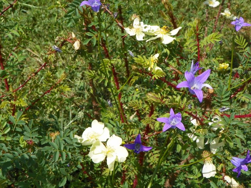 rosa hugonis si campanula patula - Dobarland 2018 2