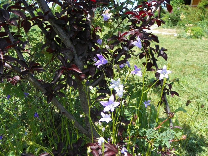 campanula patula - Dobarland 2018 2