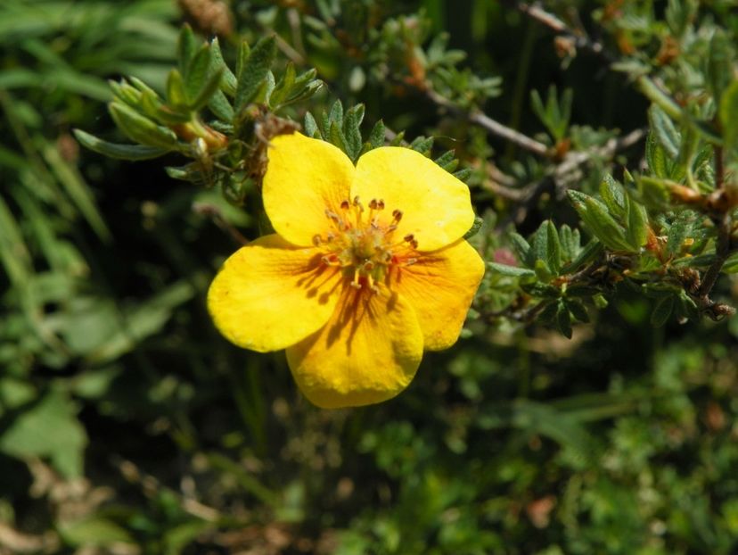 potentilla fruticosa Mango Tango - Dobarland 2018 2