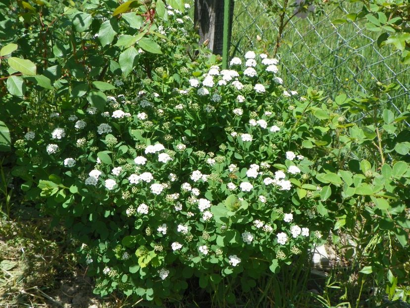 spiraea betulifolia Tor - Dobarland 2018 2