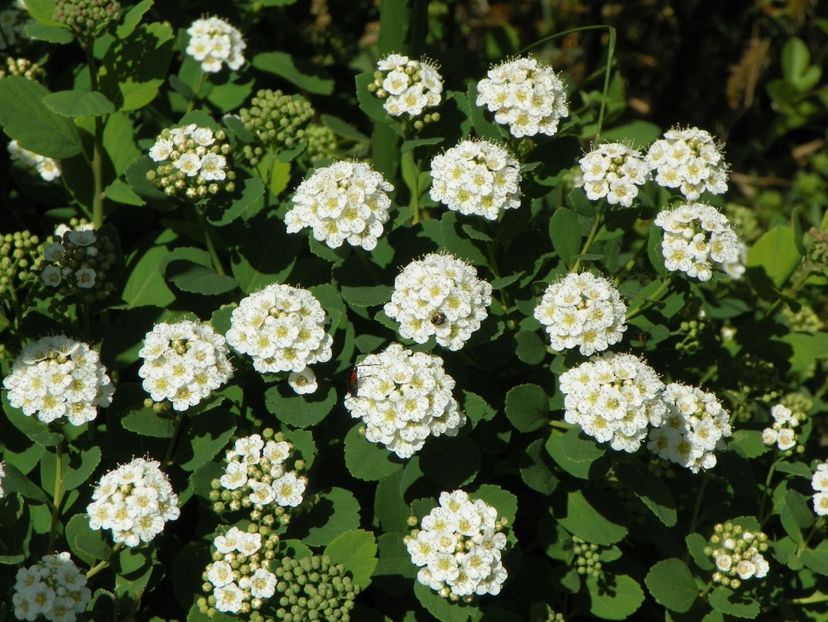 spiraea betulifolia Tor - Dobarland 2018 2