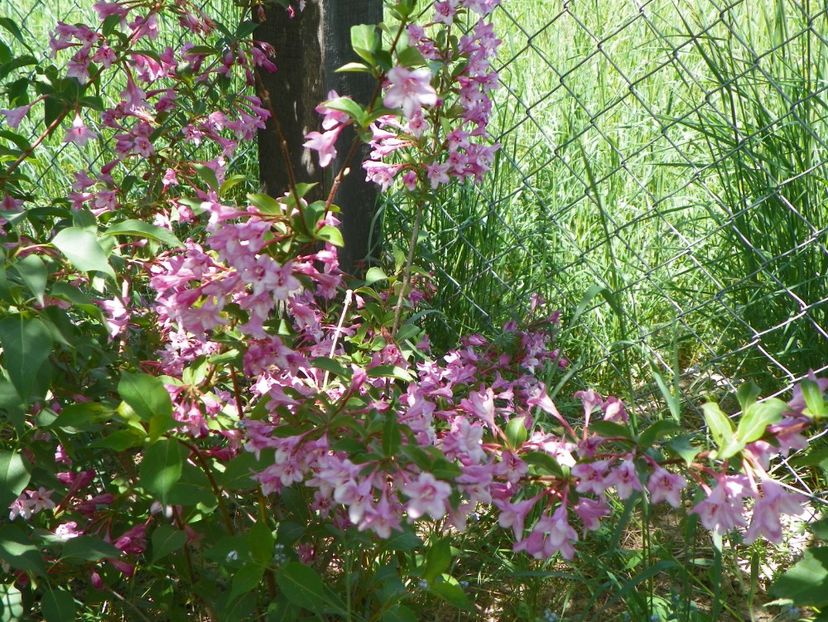 weigela Pink Princess - Dobarland 2018 2