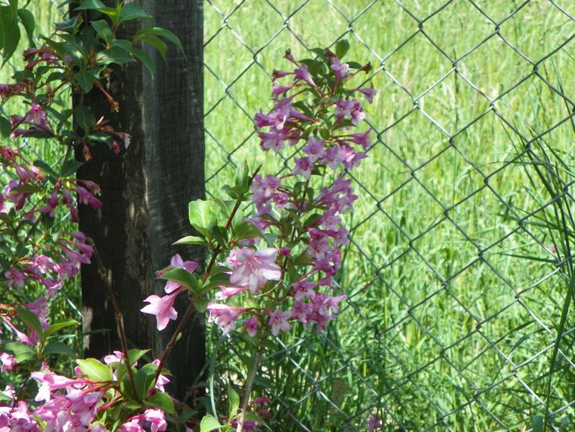 weigela Pink Princess - Dobarland 2018 2