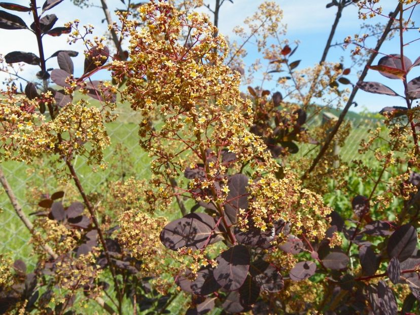 cotinus coggyria Royal Purple - Dobarland 2018 2