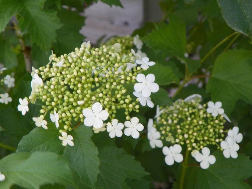 viburnum opulus Compactum - Dobarland 2018 2