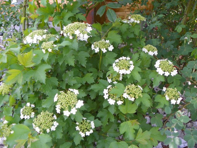 viburnum opulus Compactum - Dobarland 2018 2