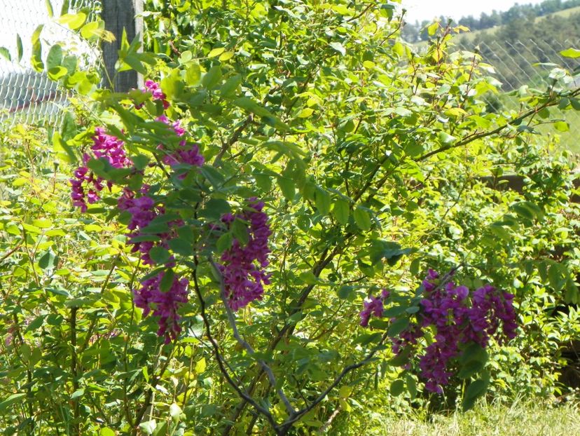 robinia Casque Rouge - Dobarland 2018 2