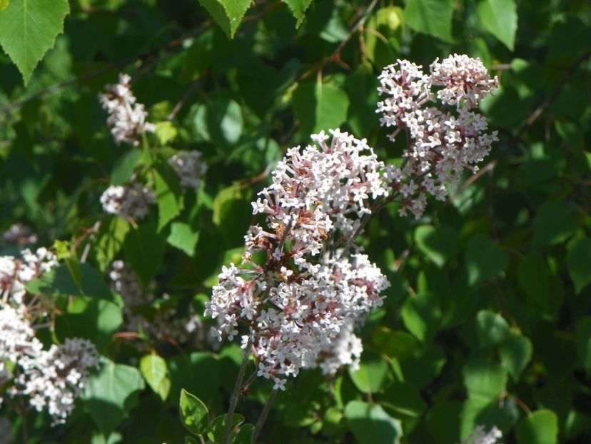 syringa microphylla Superba - Dobarland 2018 2