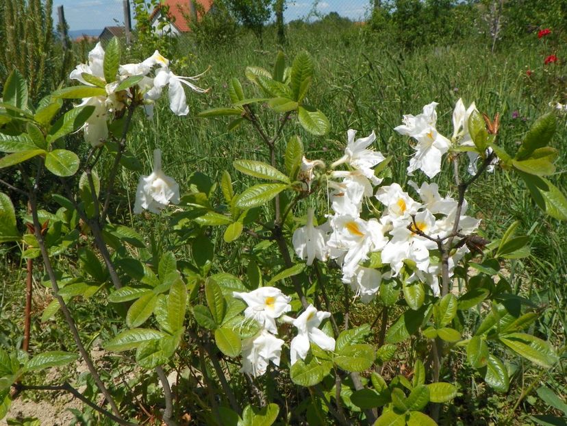 azalea Schneegold - Dobarland 2018 2