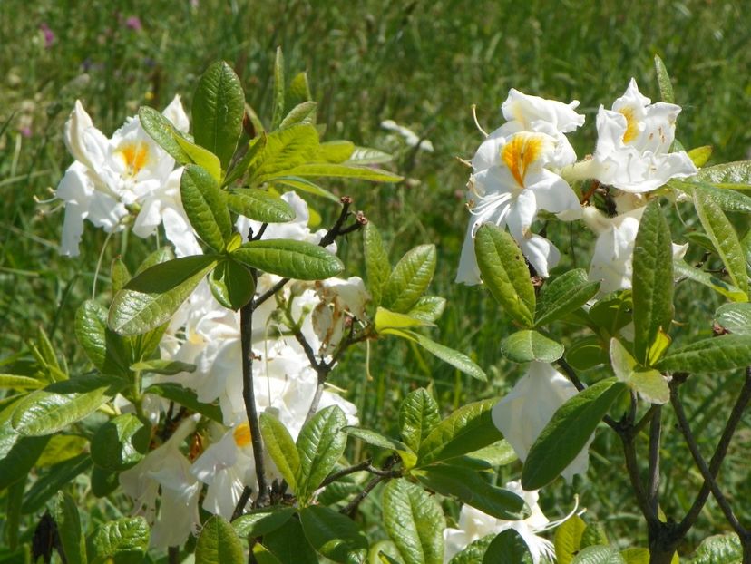 azalea Schneegold - Dobarland 2018 2