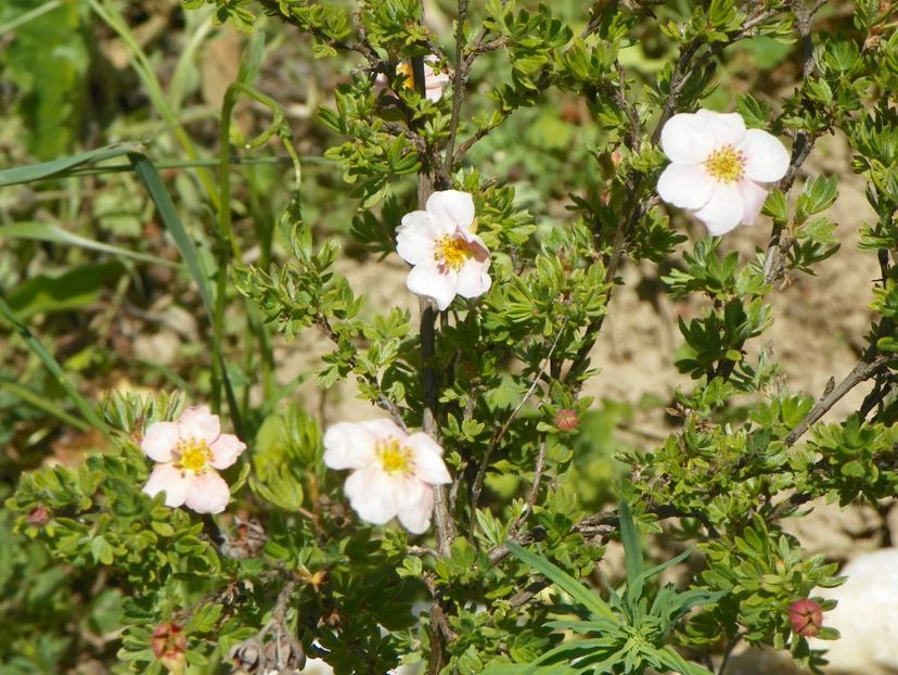 potentilla fruticosa Pink Beauty - Dobarland 2018 2