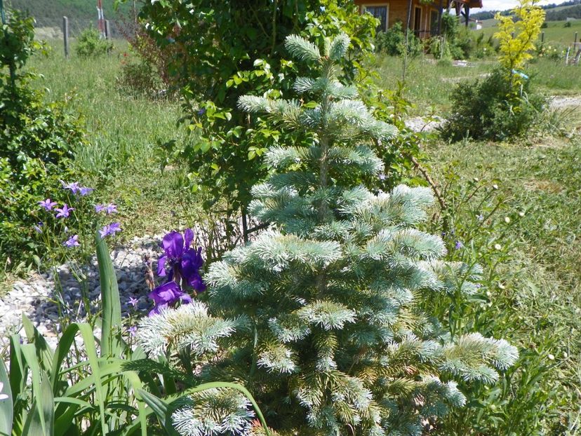 abies lasiocarpa arizonica - Dobarland 2018 2