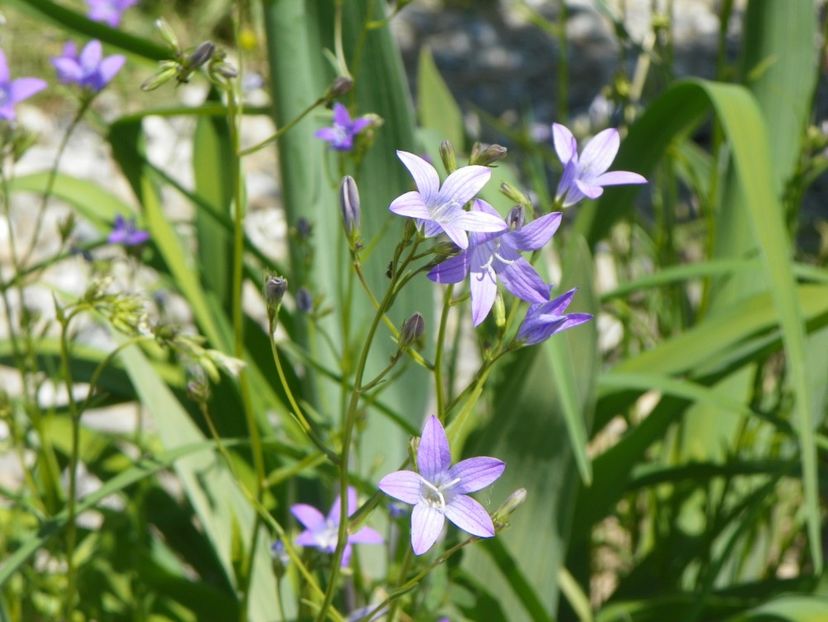 campanula patula - Dobarland 2018 2