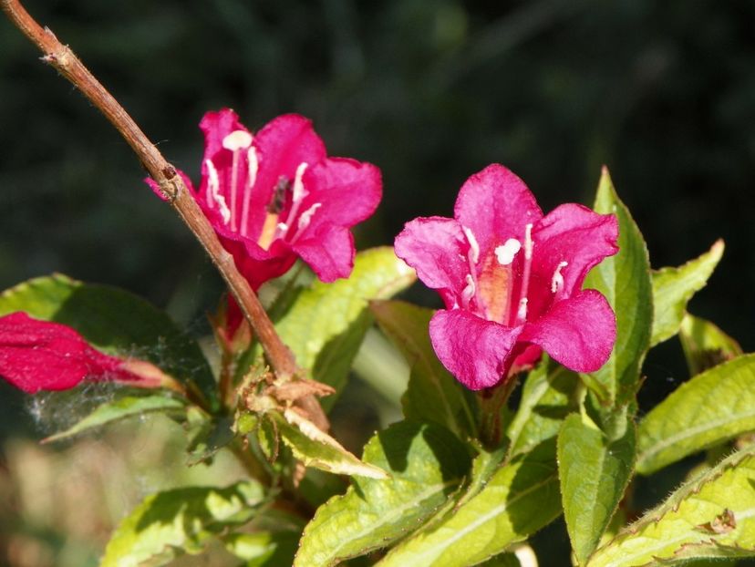 weigela Bristol Ruby - Dobarland 2018 2