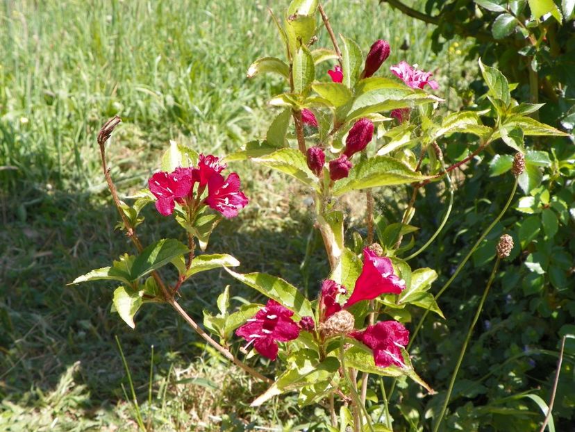 weigela Bristol Ruby - Dobarland 2018 2