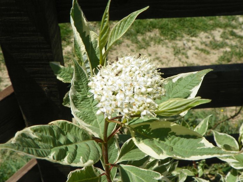 cornus alba Elegantissima - Dobarland 2018 2