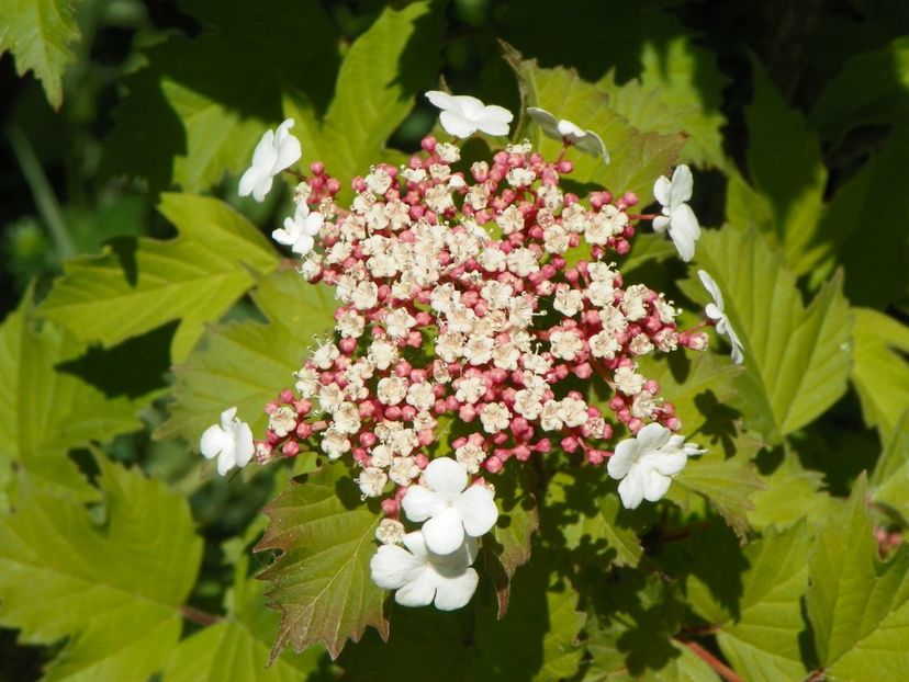 viburnum sargentii Onondaga - Dobarland 2018 2