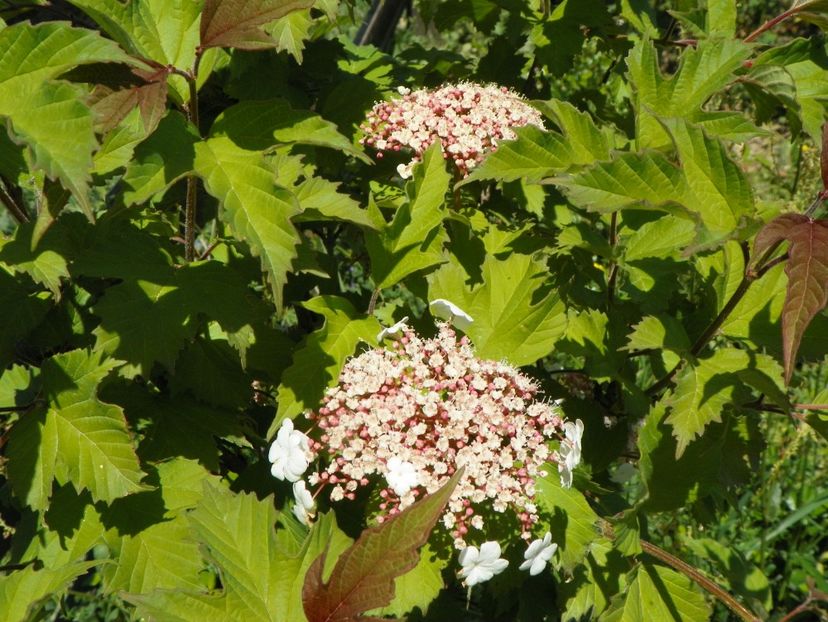 viburnum sargentii Onondaga - Dobarland 2018 2