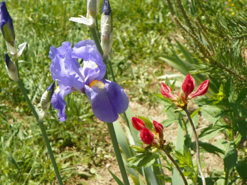 iris pallida si azalea Feuerwerk - Dobarland 2018 2