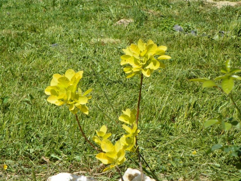 cotinus coggyria Golden Spirit - Dobarland 2018 2