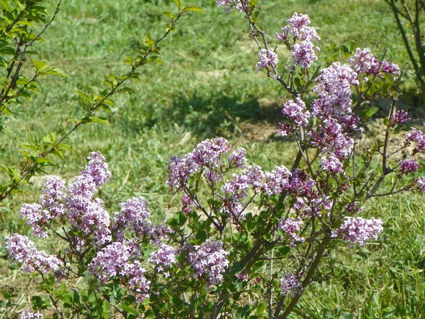 syringa Palibin - Dobarland 2018 2