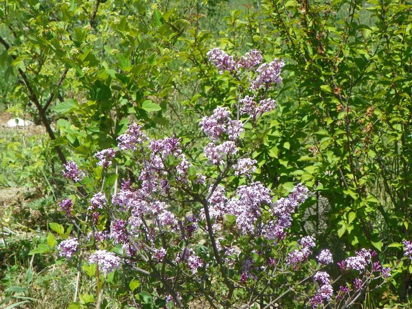 syringa Palibin - Dobarland 2018 2