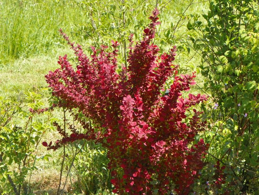 berberis Orange Rocket - Dobarland 2018 2