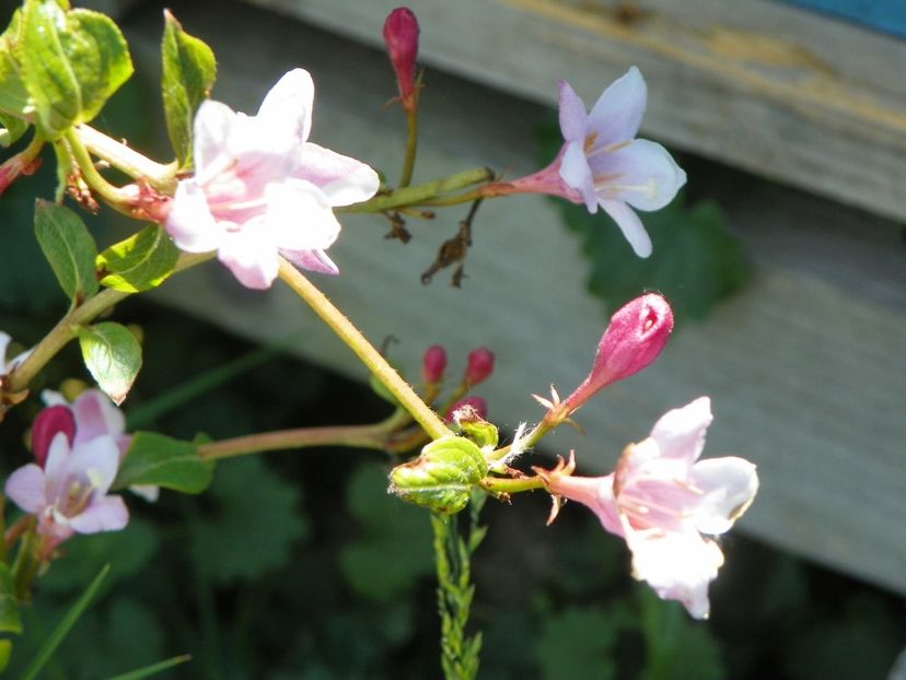weigela florida - Dobarland 2018 2