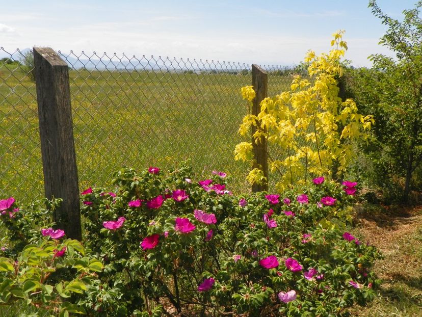 rosa rugosa Rubra si acer Kellys Gold - Dobarland 2018 2