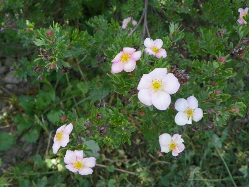 potentilla fruticosa Lovely Pink - Dobarland 2018 2