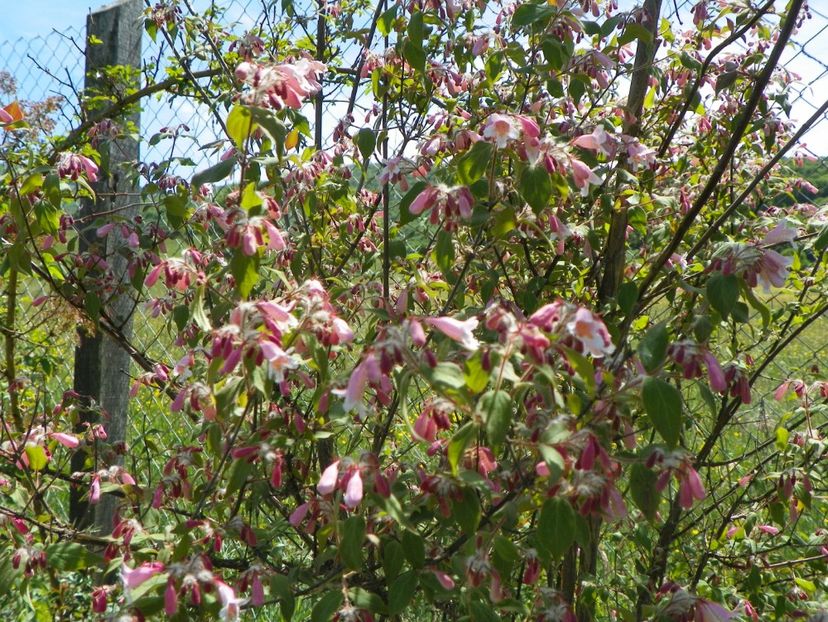 kolkwitzia amabilis Pink Cloud - Dobarland 2018 2
