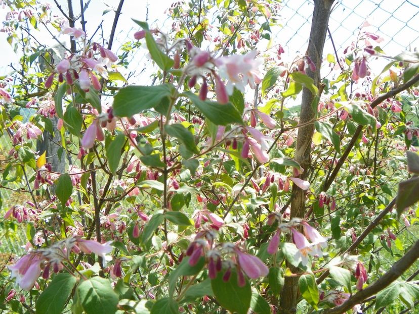 kolkwitzia amabilis Pink Cloud - Dobarland 2018 2