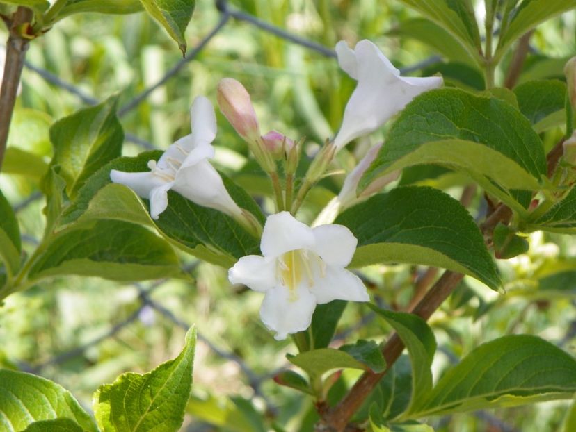 weigela alb-roz - Dobarland 2018 2