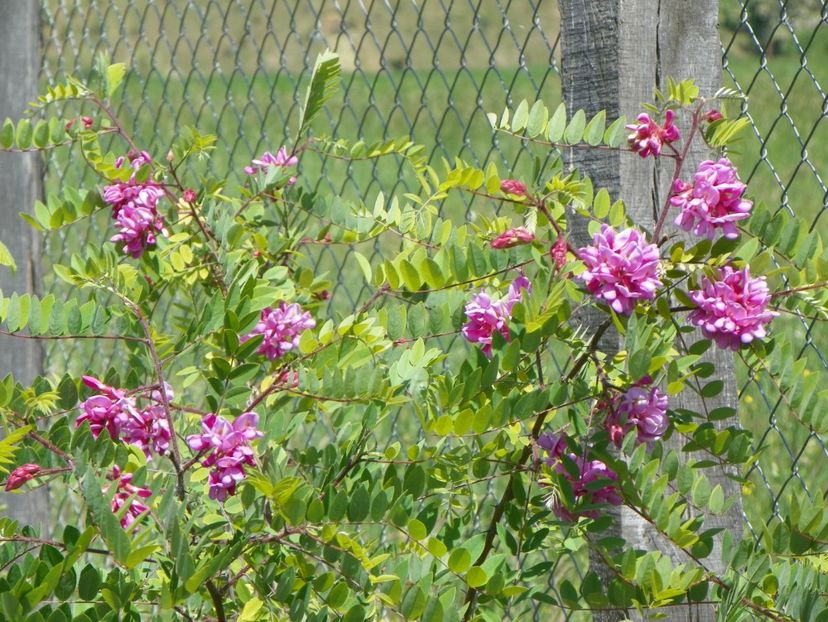 robinia hispida - Dobarland 2018 2