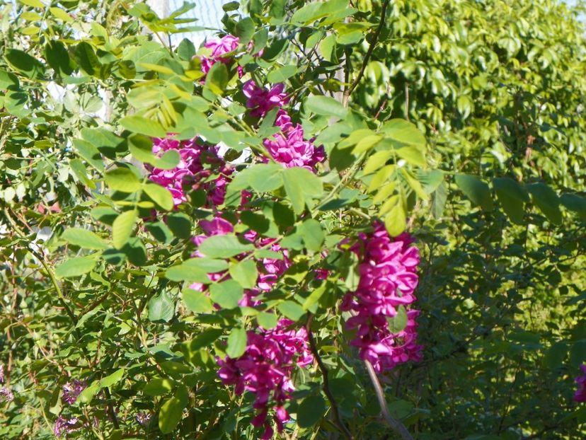 robinia Casque Rouge - Dobarland 2018 2
