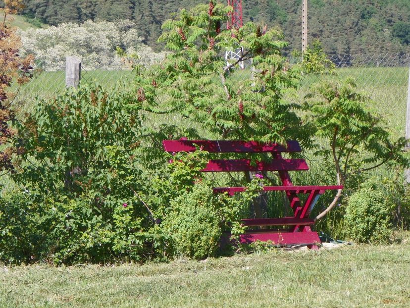 rhus typhina Laciniata - Dobarland 2018 2