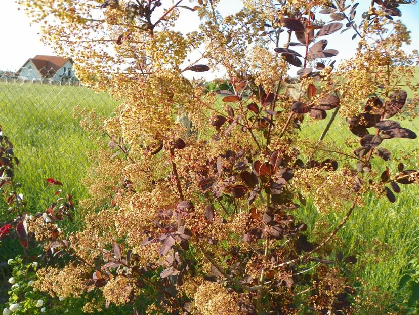 cotinus coggyria Royal Purple - Dobarland 2018 2