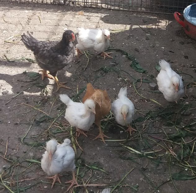 Plymouth alb,galben,albastru - Pui Plymouth 2018 - 2021