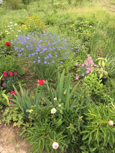 EE25C37A-D657-4C41-85D0-038C57E5CC0E - Flori la balta 2018