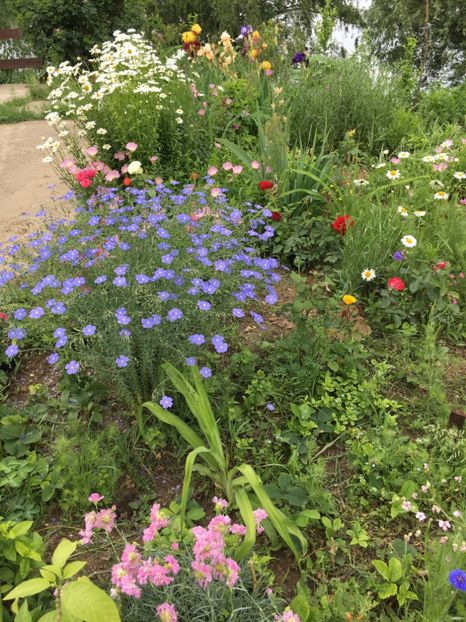 97EB5653-EE03-437A-9596-D76124F92914 - Flori la balta 2018