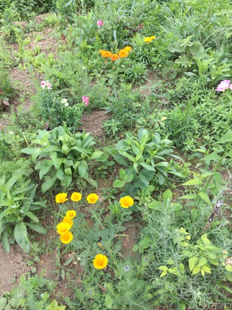 79202748-5D6A-4A7E-A7FE-165CC7EE17B6 - Flori la balta 2018