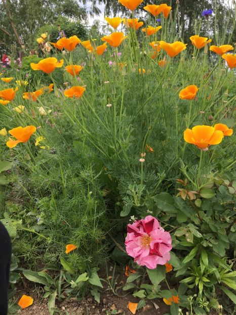 A6359992-007E-4CD3-8E99-79FC13003058 - Flori la balta 2018