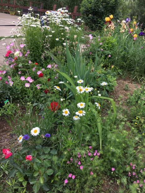 7941442D-4C37-4CDC-8438-02F714C6C78D - Flori la balta 2018