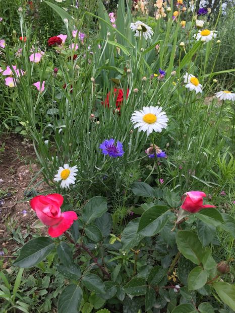 6CCD2008-8087-4066-8EC0-07E443DC10CC - Flori la balta 2018