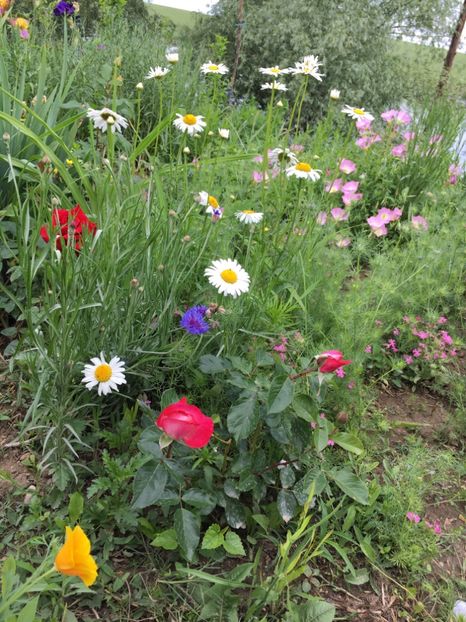 CA76BBBF-8405-413E-A6C9-607DD3618109 - Flori la balta 2018