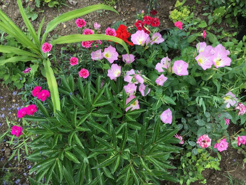 4BB5DCE5-87E0-410C-A111-21F4C47EBB0C - Flori la balta 2018