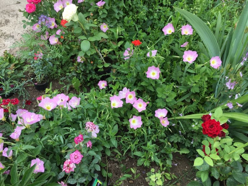 CB9090D1-77FB-415A-B38C-80DEB08E9C3E - Flori la balta 2018