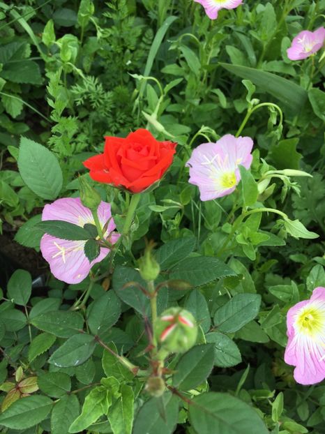 4887B924-C5DB-4A54-90E9-558064489A38 - Flori la balta 2018