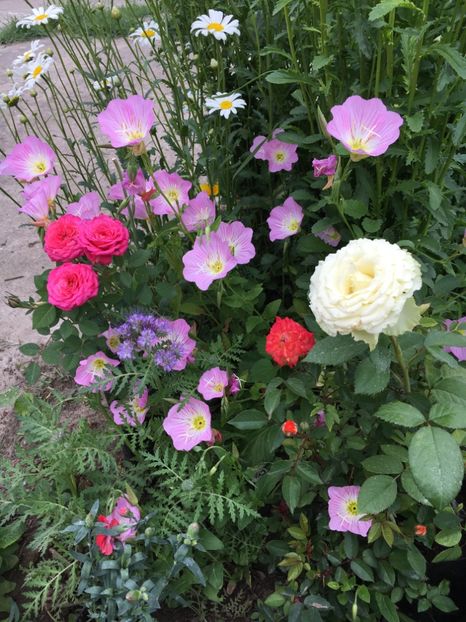 8F80307B-20A3-4E78-AF53-7E70CECFE85E - Flori la balta 2018