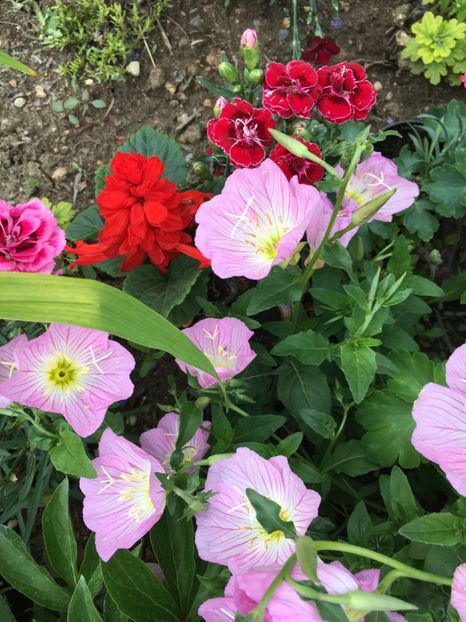 7F5241B3-35C2-4C0D-8917-7B6077DE1E6C - Flori la balta 2018